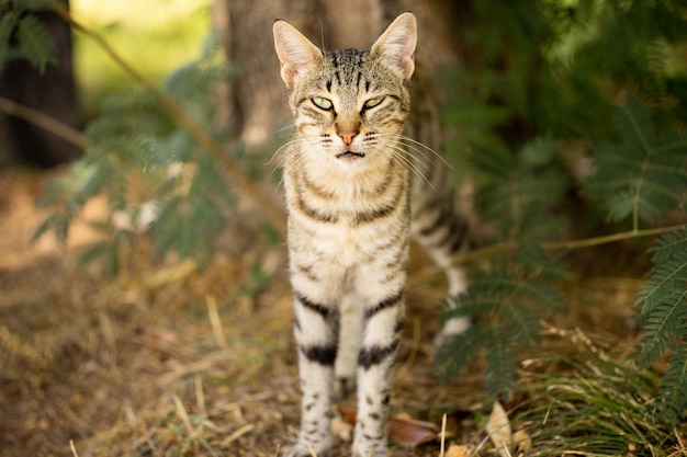 Retrato de um gato fofo