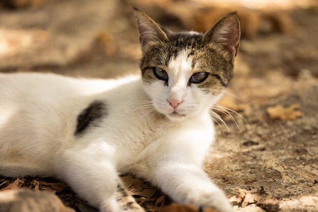 Retrato de um gato fofo