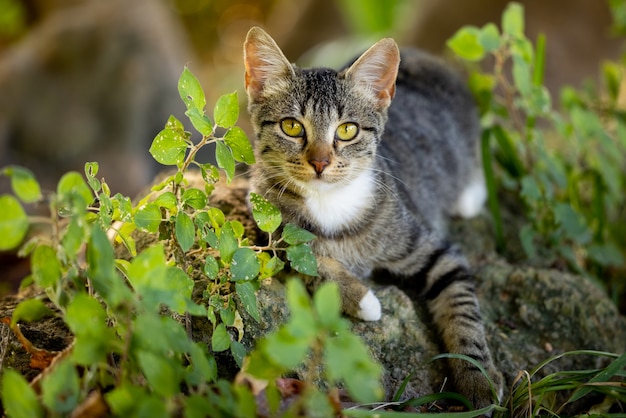 Retrato de um gato fofo