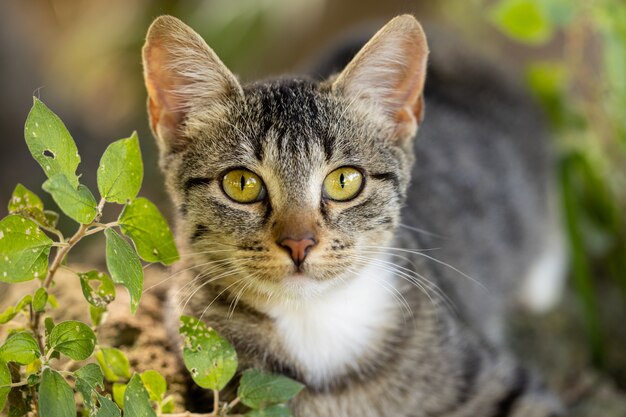 Retrato de um gato fofo