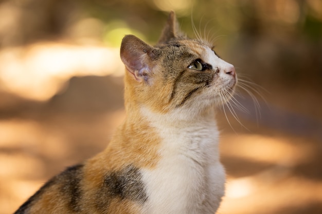 Retrato de um gato fofo