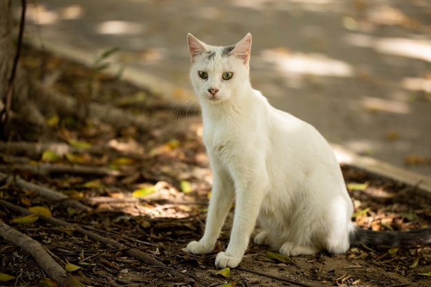 Retrato de um gato fofo