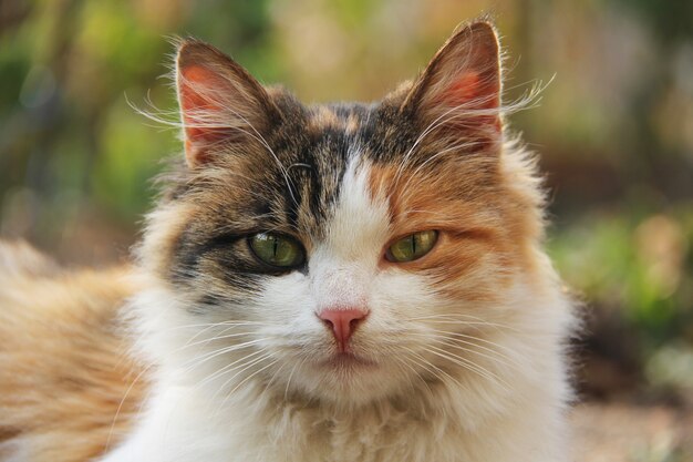 Retrato de um gato jovem multicolorido incrivelmente bonito com olhos verdes e nariz rosa ao ar livre