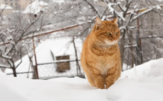 Retrato de um gato laranja na neve