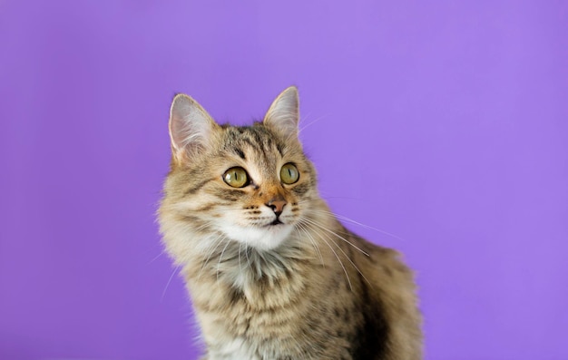 Retrato de um gato listrado cinza em um fundo roxo O conceito de animais de estimação Um animal de estimação favorito e engraçado um espaço em branco para publicidade cartaz venda clínica veterinária Espaço para cópia