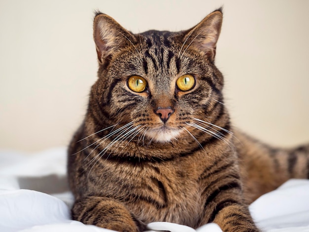 Retrato de um gato listrado com olhos amarelos deitado em uma cama O conceito de aconchego calor doméstico Uma alternativa aos radiadores quentes