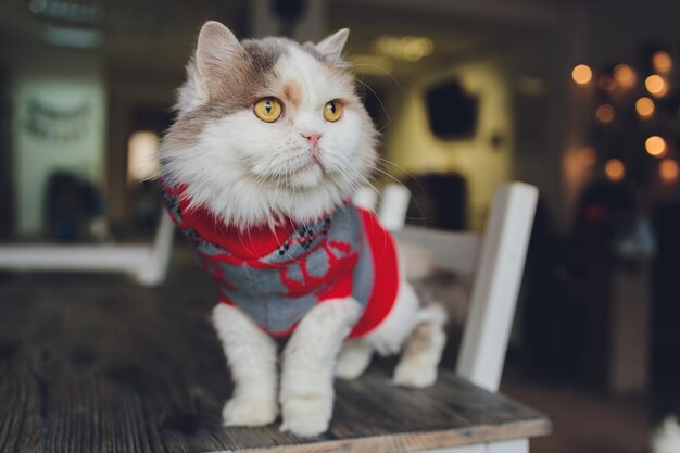 Retrato de um gato malhado fantasiado de papai noel