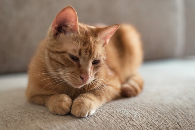 Retrato de um gato malhado fofo ruivo que está deitado no sofá e quer dormir.