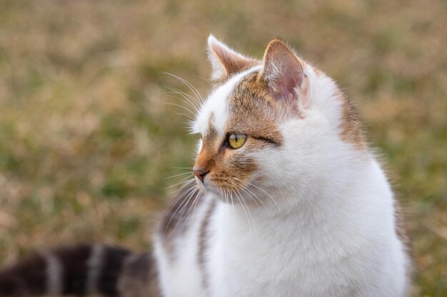 Retrato de um gato manchado branco em perfil no jardim em um fundo desfocado