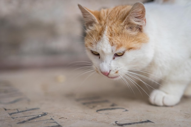 Retrato de um gato marrom e branco