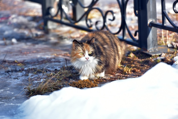 Retrato de um gato na neve