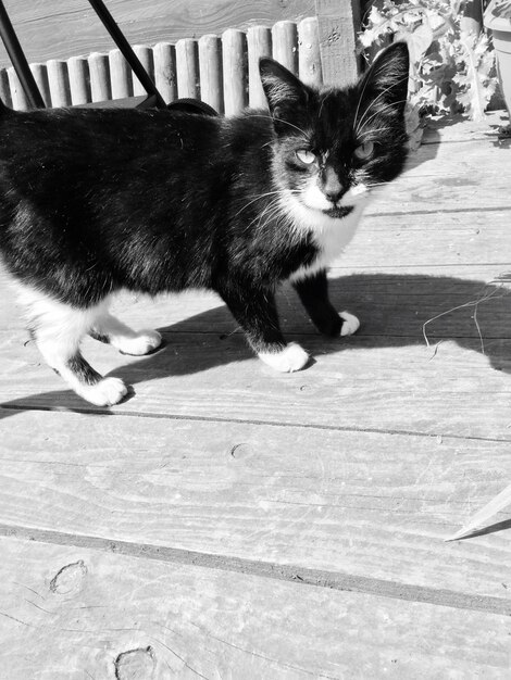 Foto retrato de um gato no calçadão