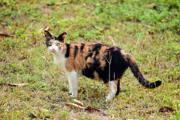 Retrato de um gato no campo