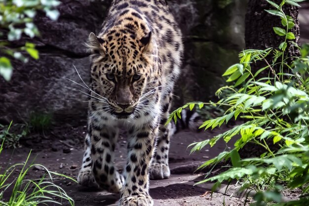 Foto retrato de um gato no zoológico