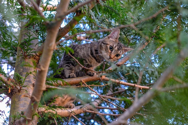 Foto retrato de um gato numa floresta