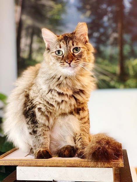 Retrato de um gato olhando para outro lado