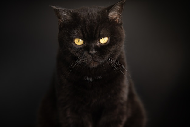 Retrato de um gato preto close-up sobre o fundo preto. Gato escocês de pêlo curto. Olho de gato.