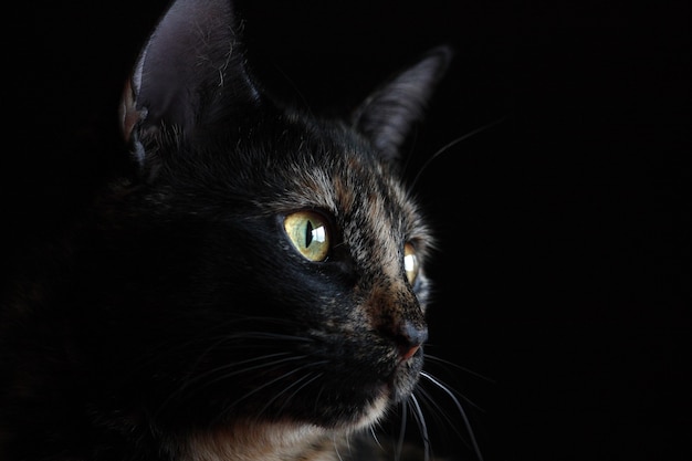 Retrato de um gato preto com olhos amarelos