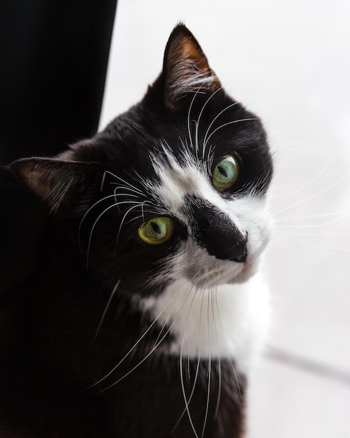 Retrato de um gato preto e branco de perto