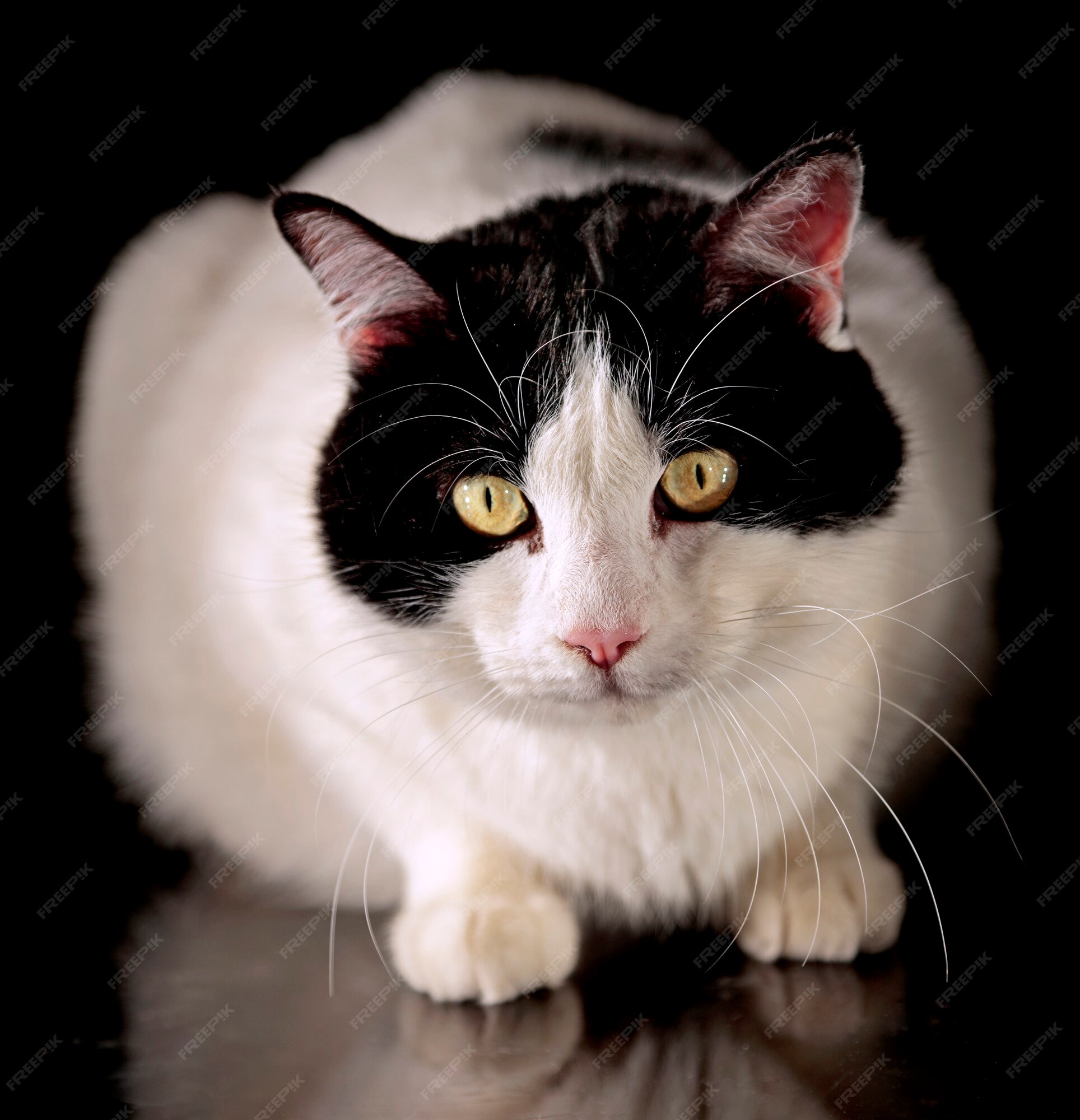 Retrato De Um Gato Preto Com Um Pescoço Branco Olhando Para O Jogo a  Distância Foto de Stock - Imagem de distância, cauda: 221727350