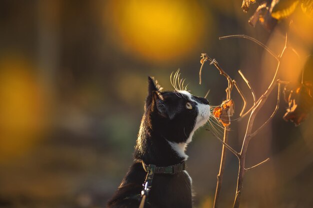 Retrato de um gato preto e branco em perfil ao pôr do sol. Lugar para texto.