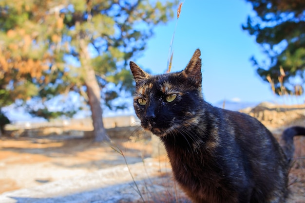 Retrato de um gato preto sem-teto, olhando para a câmera.