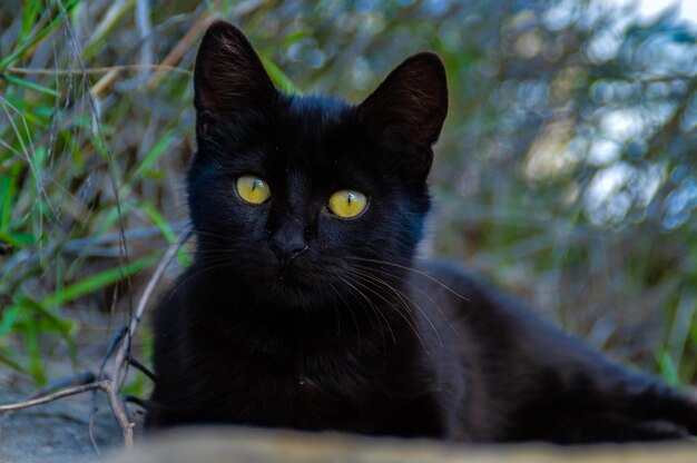 Foto retrato de um gato preto sentado ao ar livre em foco