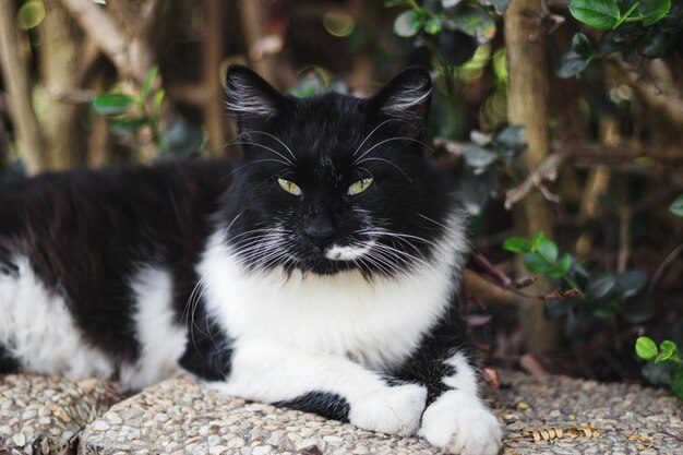 Foto retrato de um gato preto