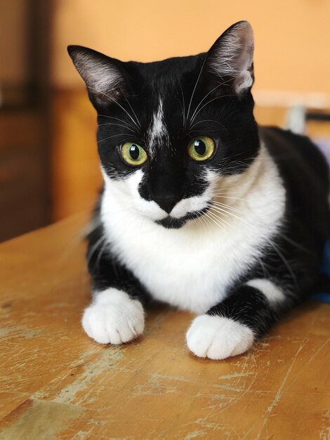 Foto retrato de um gato preto