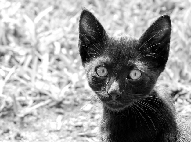 Retrato de um gato preto