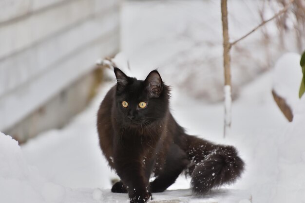 Retrato de um gato preto