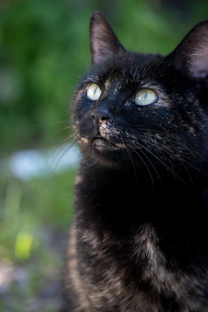 Foto retrato de um gato preto