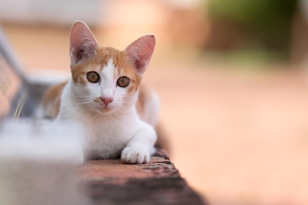 Foto retrato de um gato relaxando ao ar livre