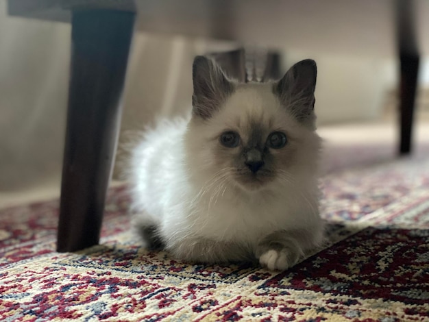 Retrato de um gato relaxando em um tapete em casa