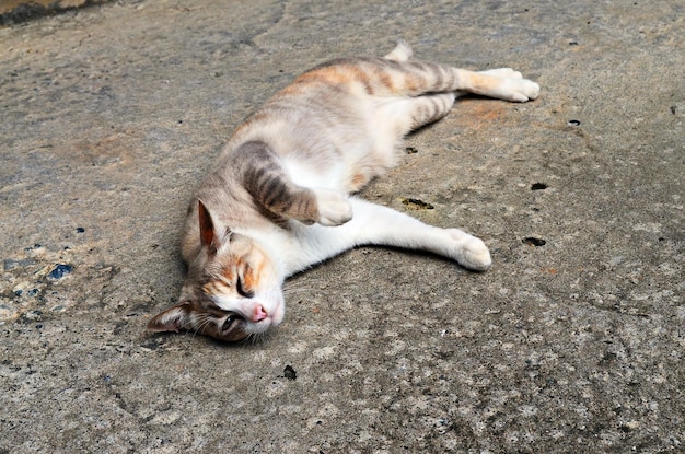 Retrato de um gato relaxando em uma calçada