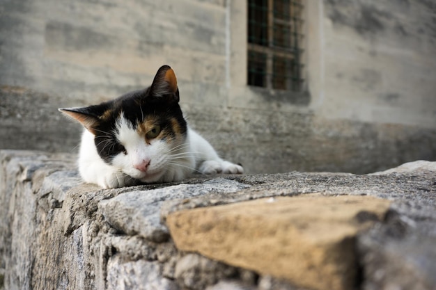 Retrato de um gato relaxando em uma parede de contenção