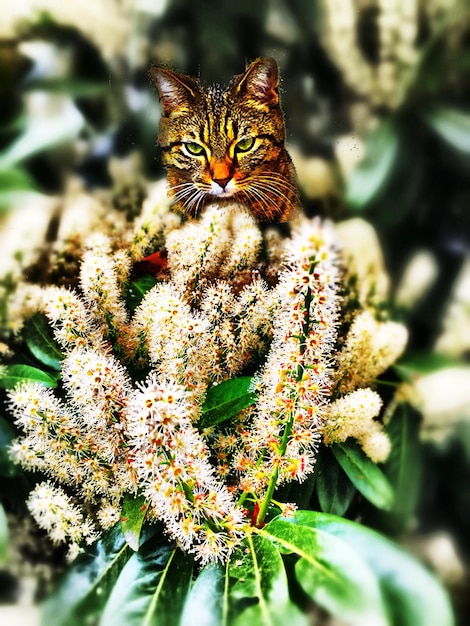 Foto retrato de um gato relaxando em uma planta