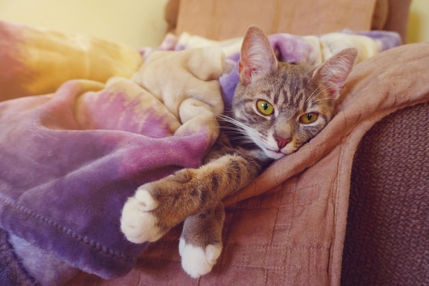 Retrato de um gato relaxando no sofá em casa