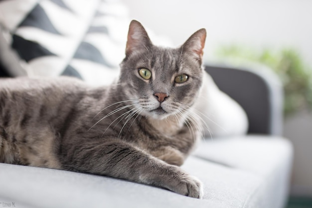 Retrato de um gato relaxando no sofá