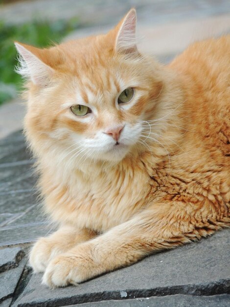 Foto retrato de um gato roxo