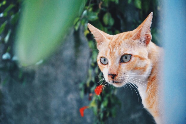 Retrato de um gato roxo