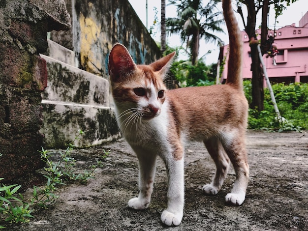 Foto retrato de um gato roxo