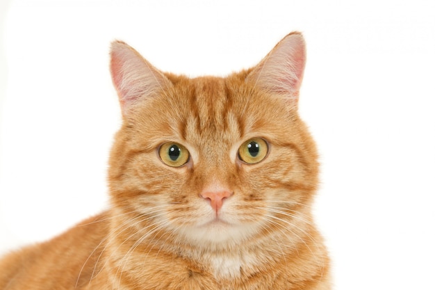 Retrato de um gato ruivo à procura. Fundo branco.