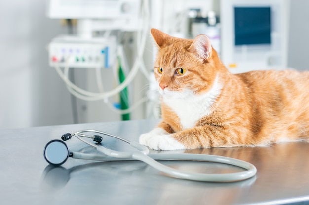 Retrato de um gato ruivo engraçado na mesa da sala de cirurgia. Conceito de medicina veterinária