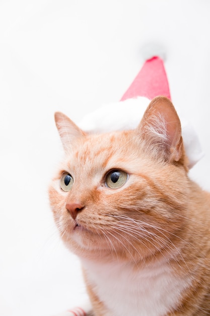 Retrato de um gato ruivo gordo e fofo com chapéu de Papai Noel em fundo branco