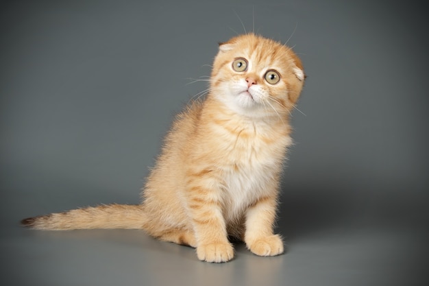 Retrato de um gato scottish fold shorthair em parede colorida