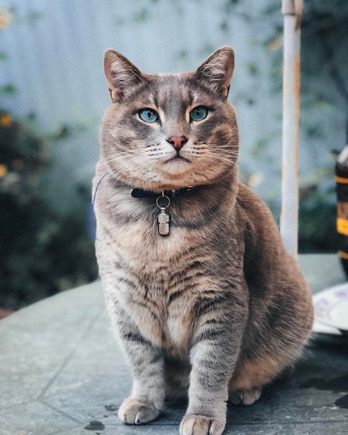 Retrato de um gato sentado ao ar livre