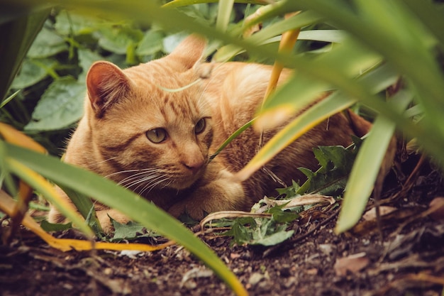 Retrato de um gato sentado ao ar livre