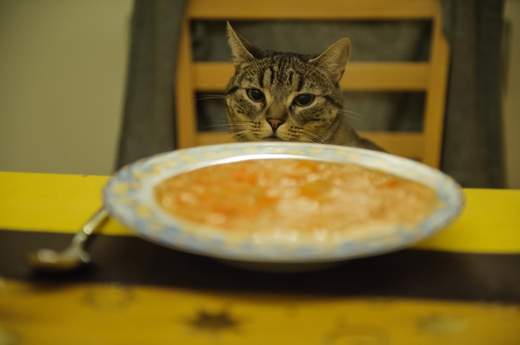 Foto retrato de um gato sentado ao lado da comida servida na mesa