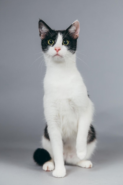 Retrato de um gato sentado em fundo cinzento